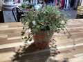 Mini Terracotta Greenry