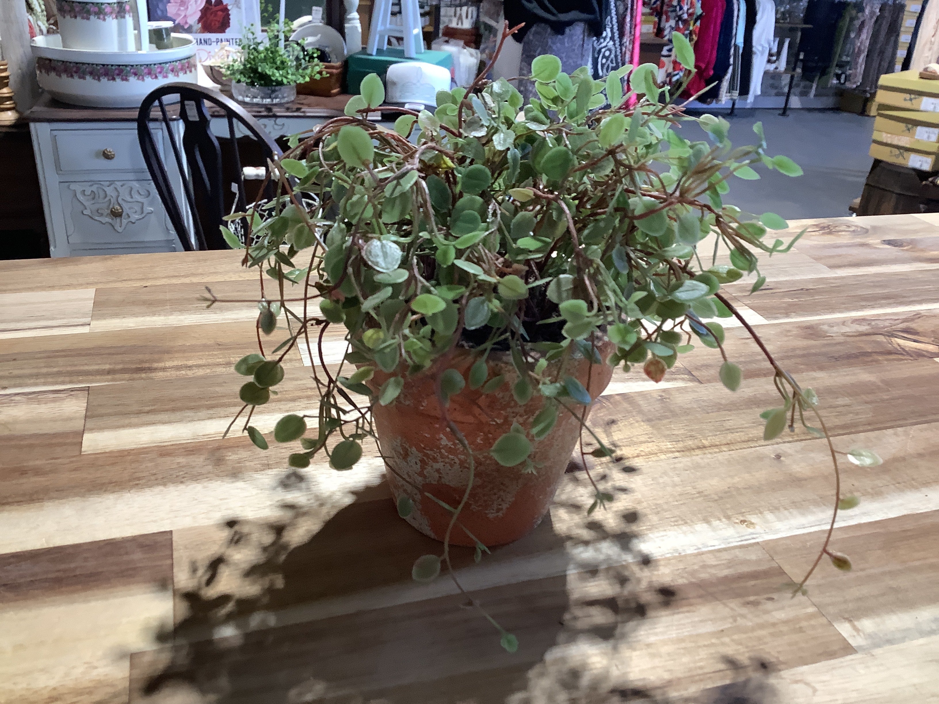Mini Terracotta Greenry