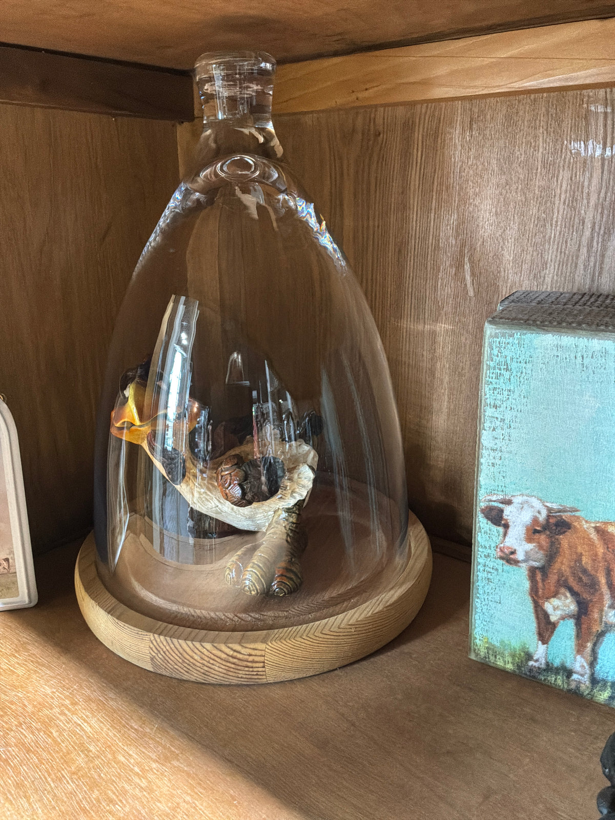 Glass terrarium with wood base