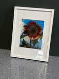 Sunflower Photo Framed Artwork